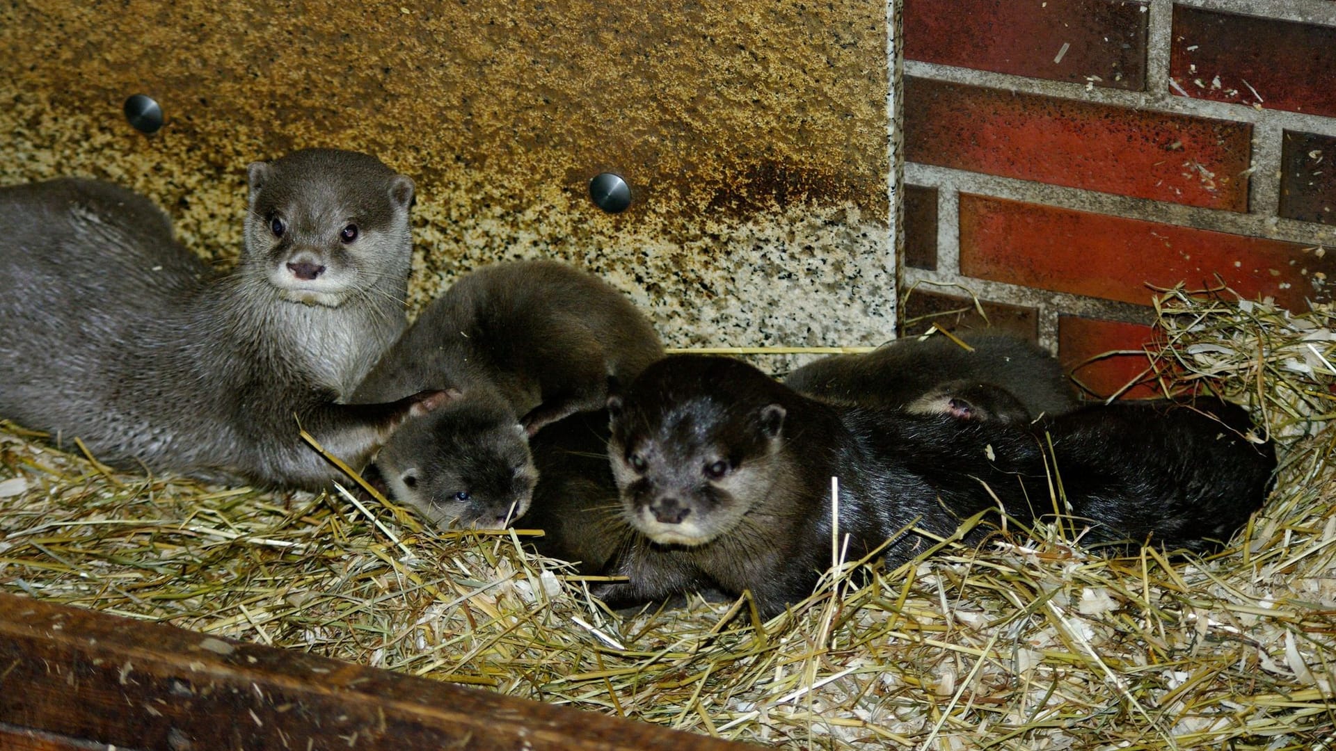 Zwergotter-Nachwuchs im Tierpark Neumünster