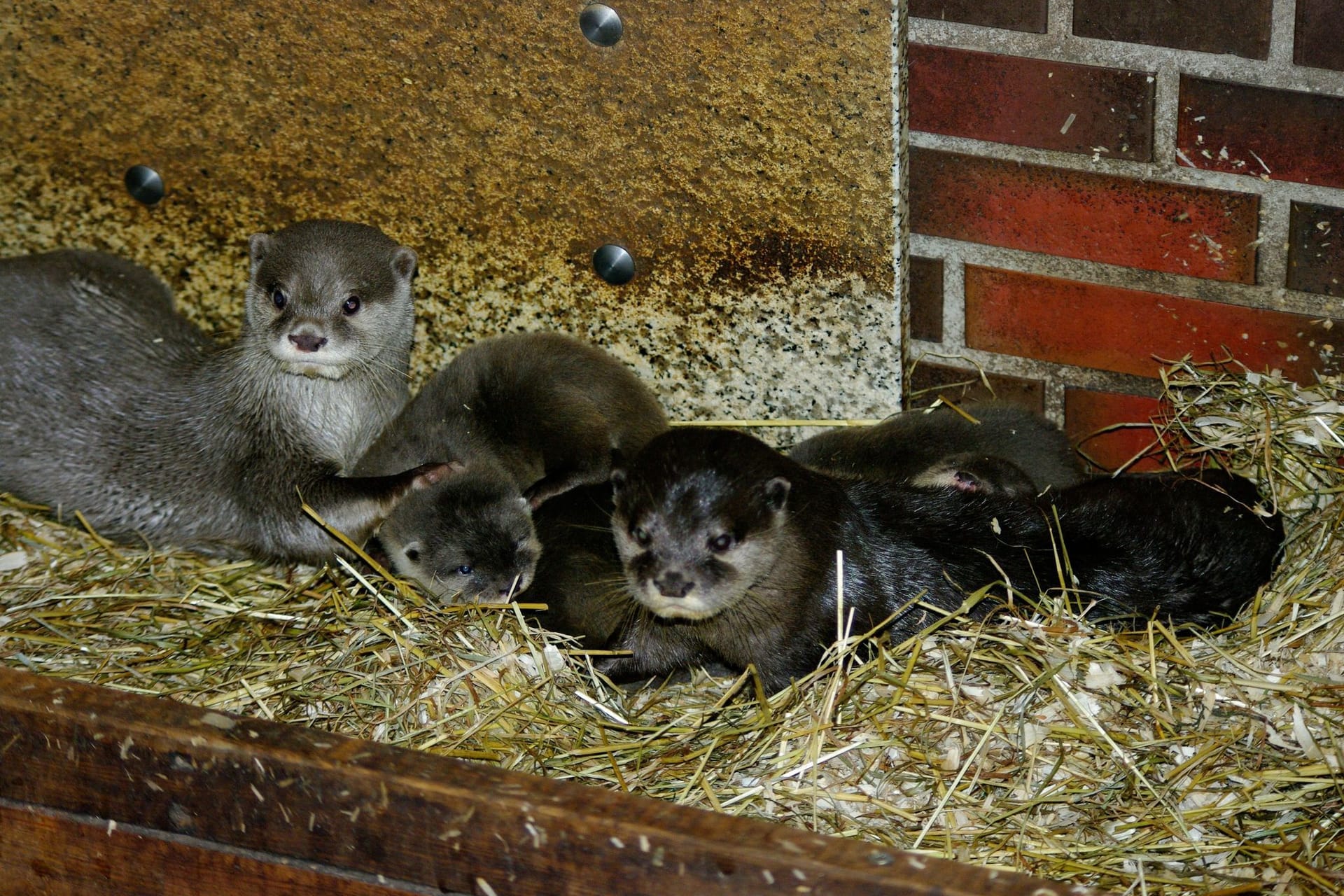 Zwergotter-Nachwuchs im Tierpark Neumünster