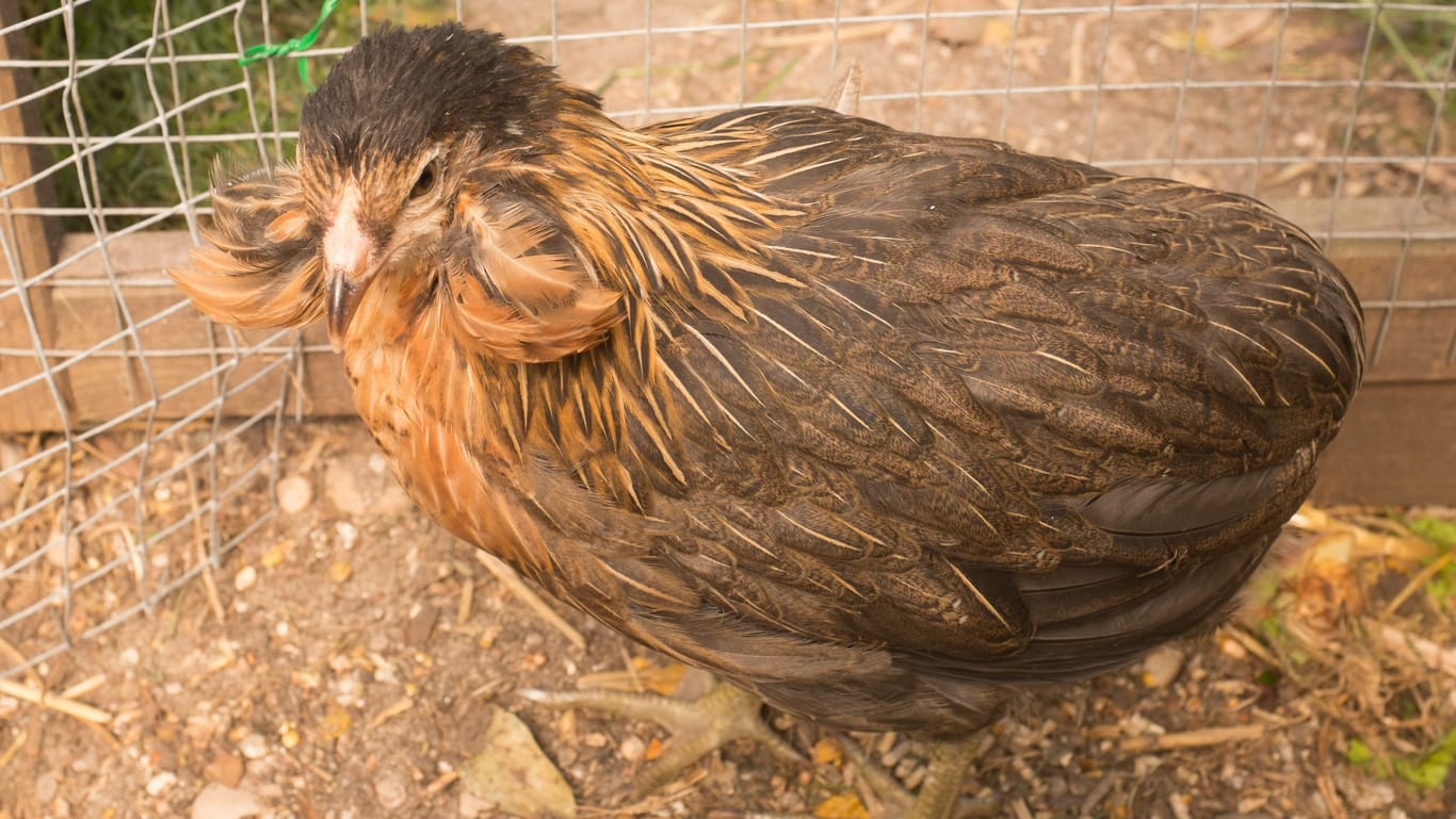 Backenbärtchen: Ein Auracana-Huhn mit sehr ausgeprägtem Kopffederschmuck.