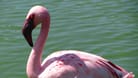 Pink lesser flamingo by the sea - Phoeniconaias minor