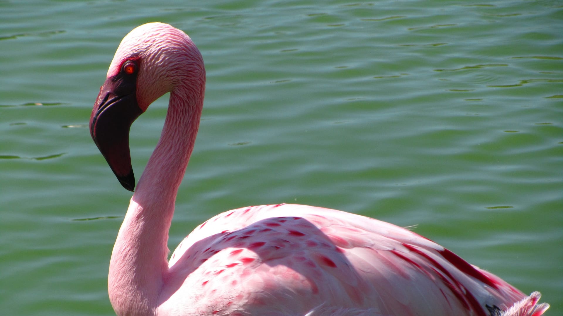 Pink lesser flamingo by the sea - Phoeniconaias minor