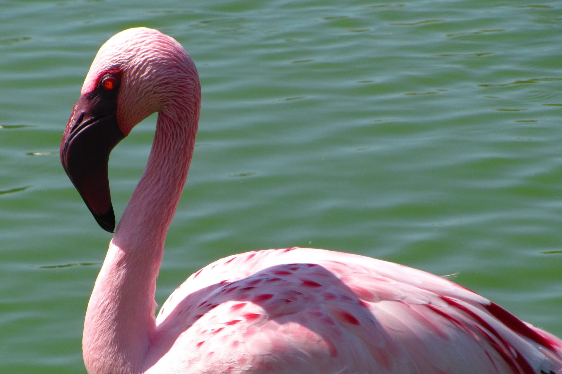 Pink lesser flamingo by the sea - Phoeniconaias minor