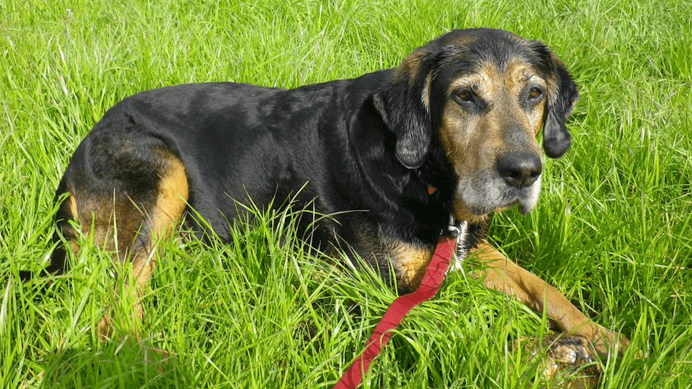 Der Jagdhund würde sich über einen Garten zum Spielen freuen.