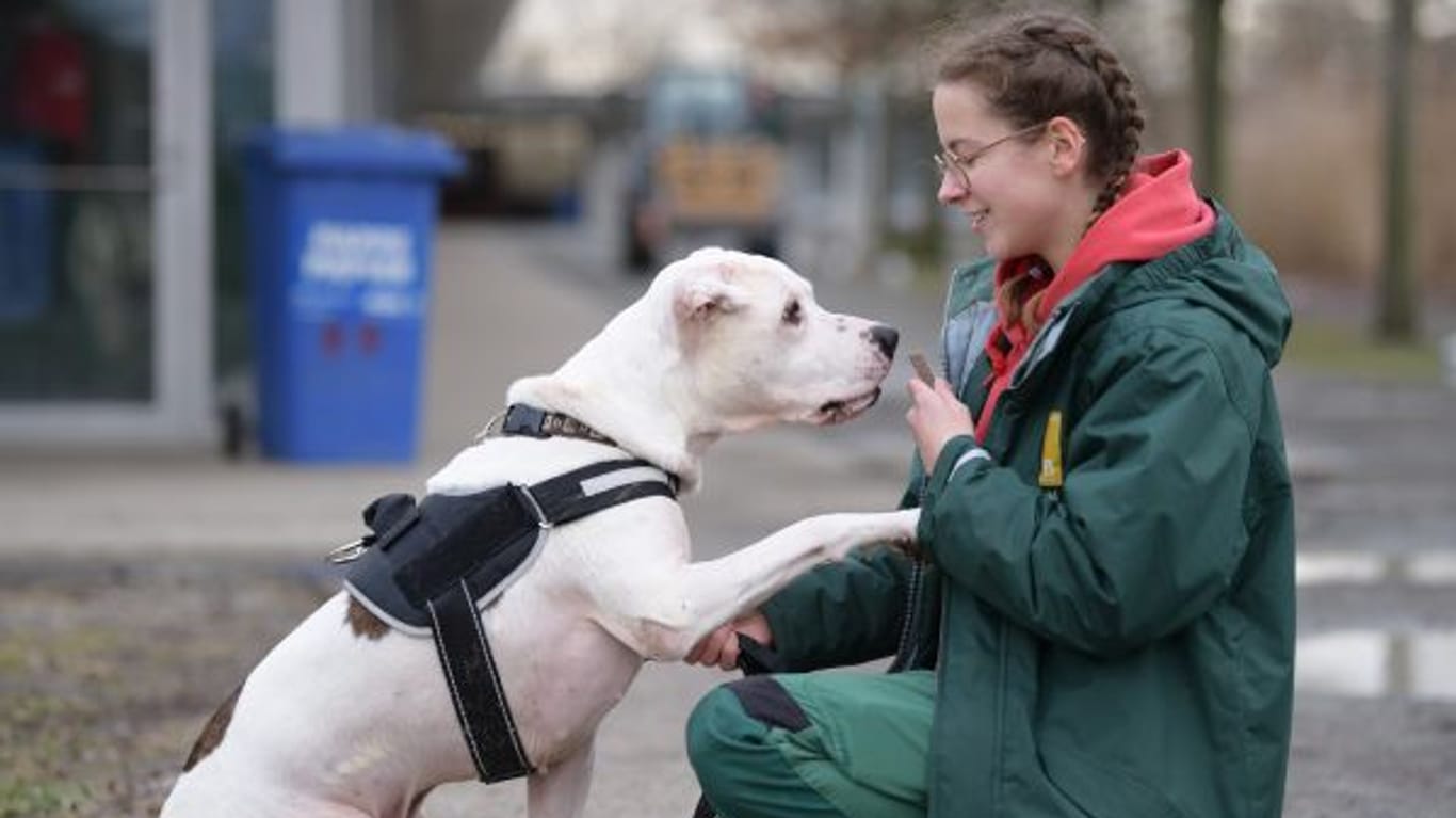 Hund Taylor mit einer Tierpflegerin im Tierheim Berlin: Der Staffordshire-Boxer-Mix hat ein sehr krankes Herz.