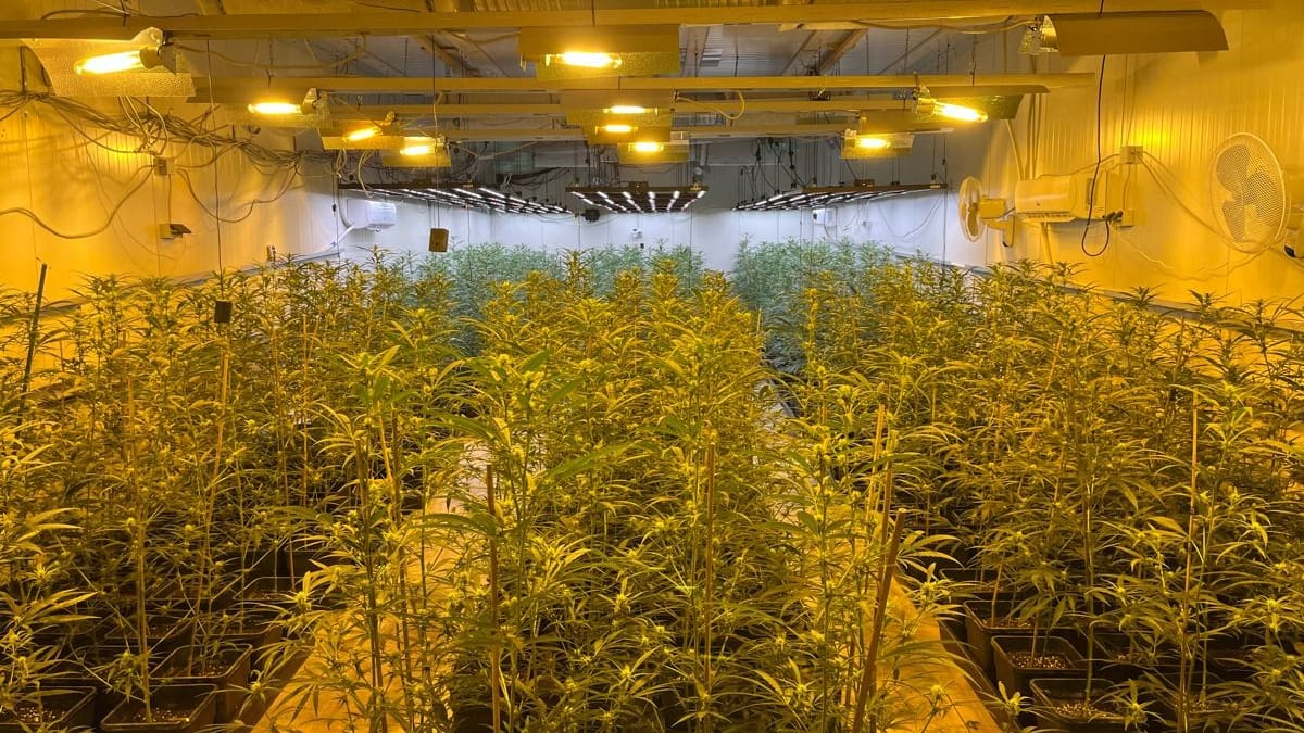 Cannabis-Plantage: Die Ermittler beschlagnahmten außerdem mehrere zehntausend Euro Bargeld, sechs hochwertige Armbanduhren und scharfe Munition. Cannabis-Plantage: Die Ermittler beschlagnahmten außerdem mehrere zehntausend Euro Bargeld, sechs hochwertige Armbanduhren und scharfe Munition.