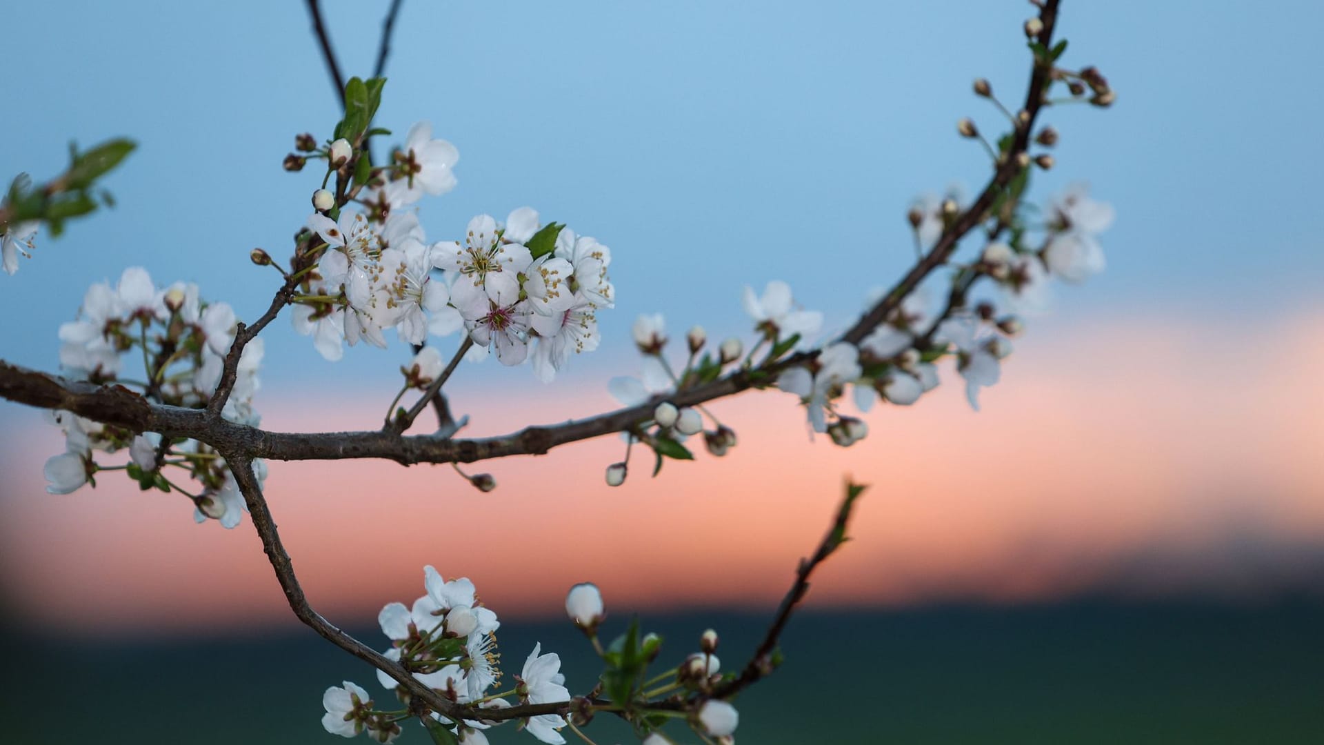 Sonnenaufgang im Frühling