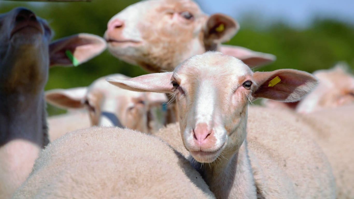 Schafe am Hofgut Kapellenhof: Dieses Ausflugsziel eignet sich für die ganze Familie