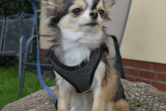 Hund Tommy: Der kleine Chihuahua ist etwa ein Jahr alt und stammt ursprünglich aus Thailand.