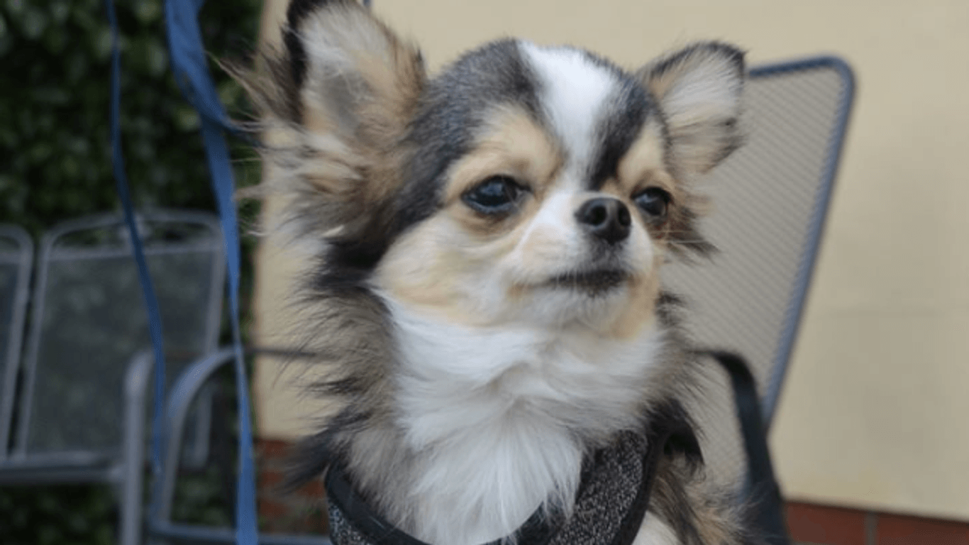 Hund Tommy: Der kleine Chihuahua ist etwa ein Jahr alt und stammt ursprünglich aus Thailand.