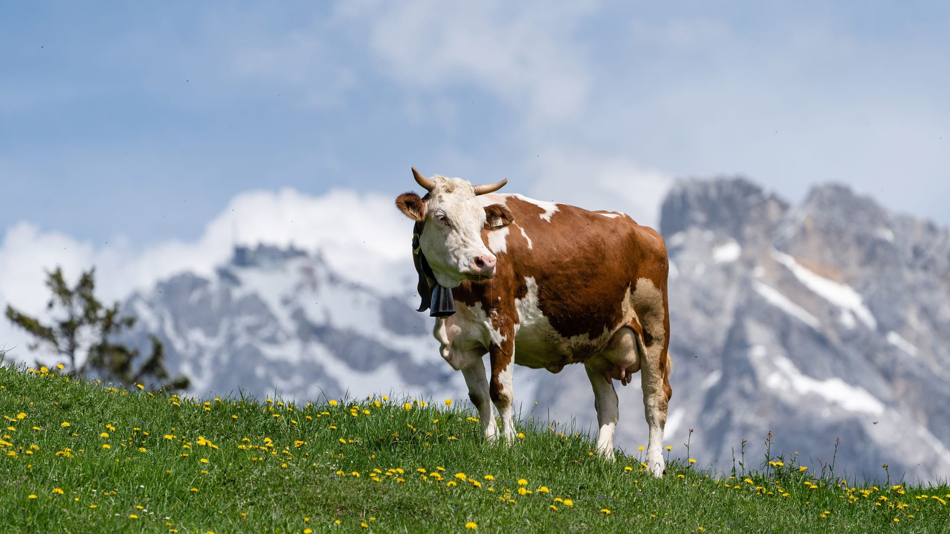 Saftiges Grün, imposante Bergkulisse: In der Tuftl Alm können Gäste selbst hergestellte Milchprodukte genießen.