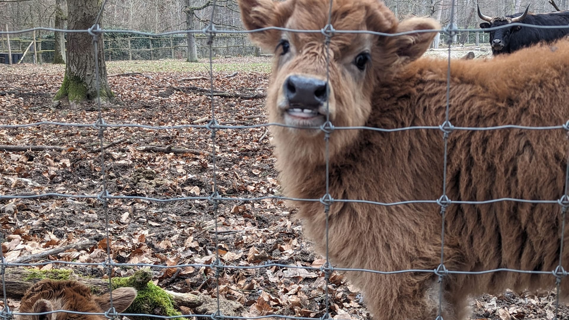 Lustige Szenen im Winter: Das Auerochsen-Kälbchen scheint der t-online-Reporterin regelrecht zu posieren