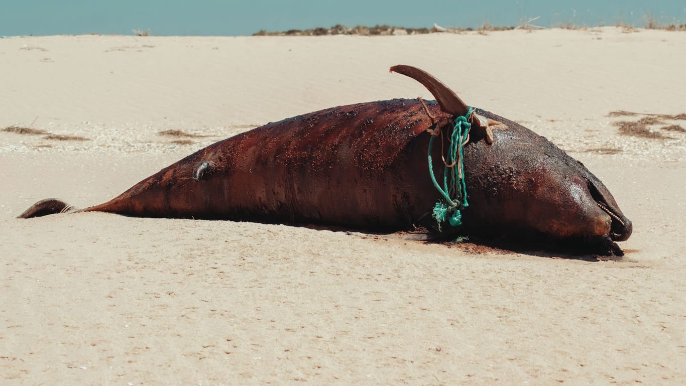 Ein toter Delphin an einem Strand (Symbolfoto): Viele dieser Tiere fallen Schleppnetzen zum Opfer und sterben einen qualvollen Tod.