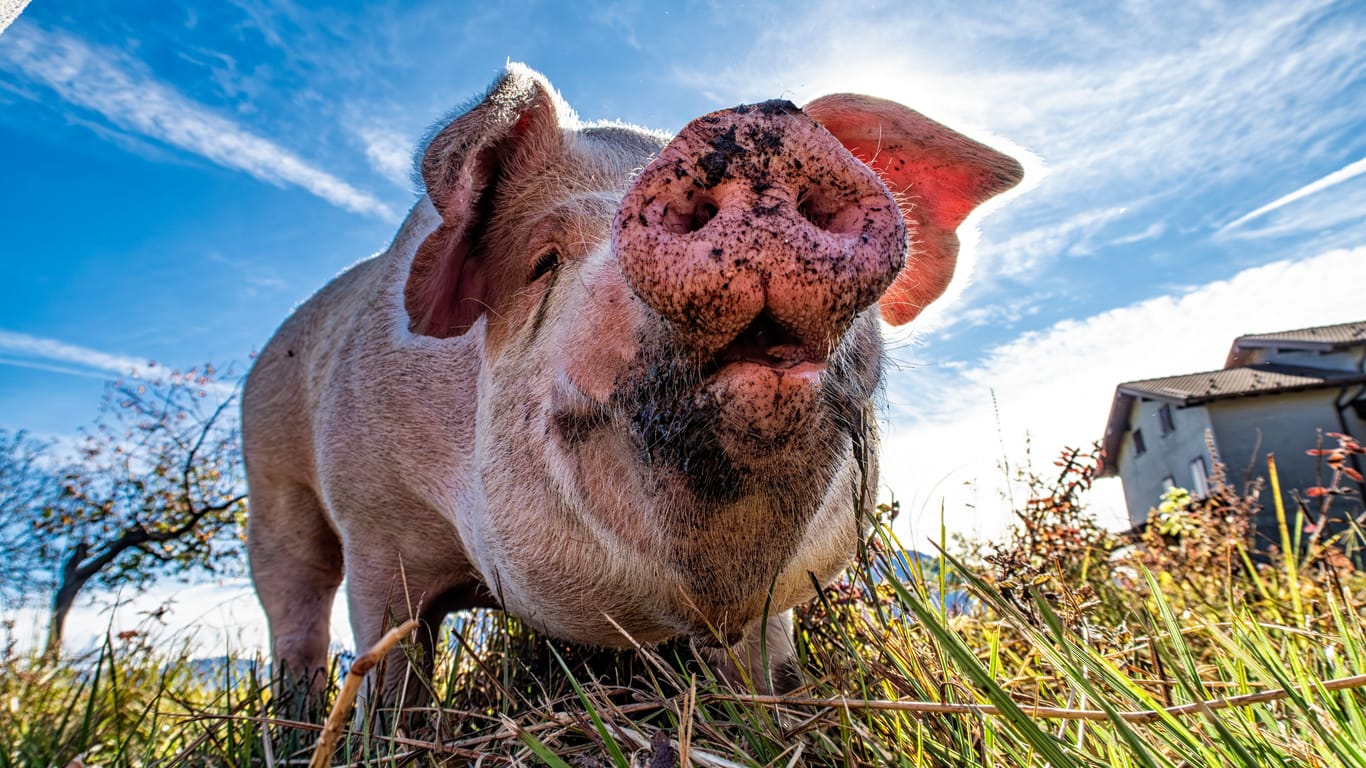 Close-up of a pig from below