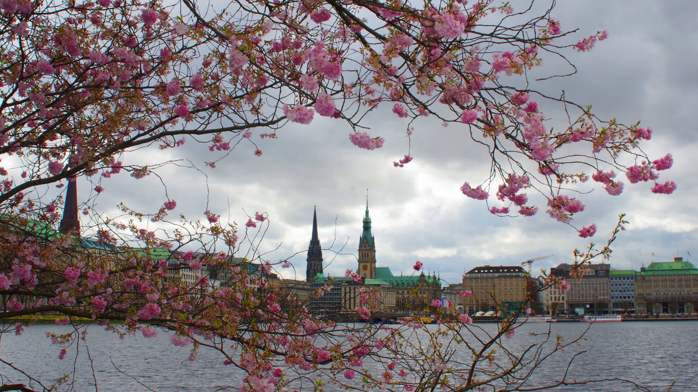 Kirschblüten in Hamburg bei grauem Himmel (Symbolfoto): Das Wetter an der Alster bleibt wechselhaft.