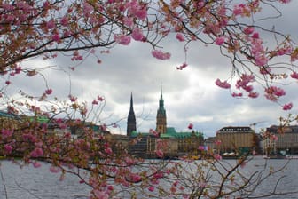 Kirschblüten in Hamburg bei grauem Himmel (Symbolfoto): Das Wetter an der Alster bleibt wechselhaft.