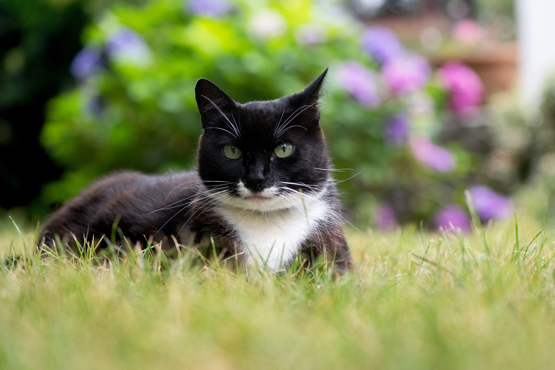 Katze