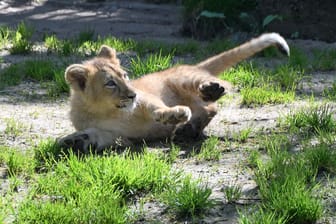 Löwen-Jungtier im Kölner Zoo. Das Gewicht der Jungtiere beträgt jeweils rund 14 Kilogramm.