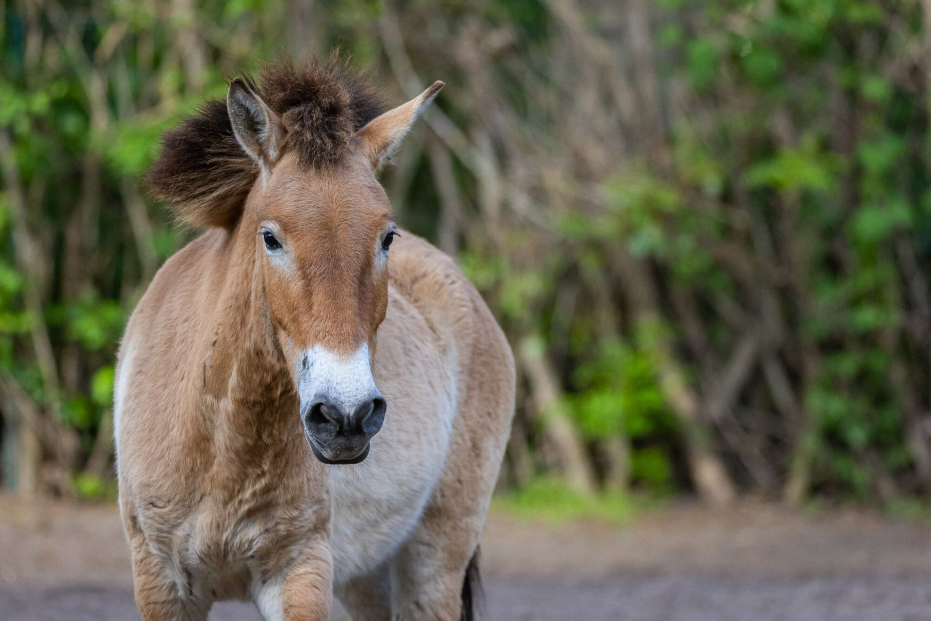 Przewalskipferd im Berliner Tierpark: Welche Tiere genau ausgewildert werden, ist noch unklar.