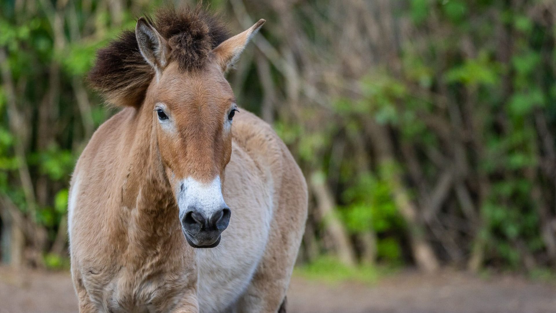 Przewalskipferd im Berliner Tierpark: Welche Tiere genau ausgewildert werden, ist noch unklar.