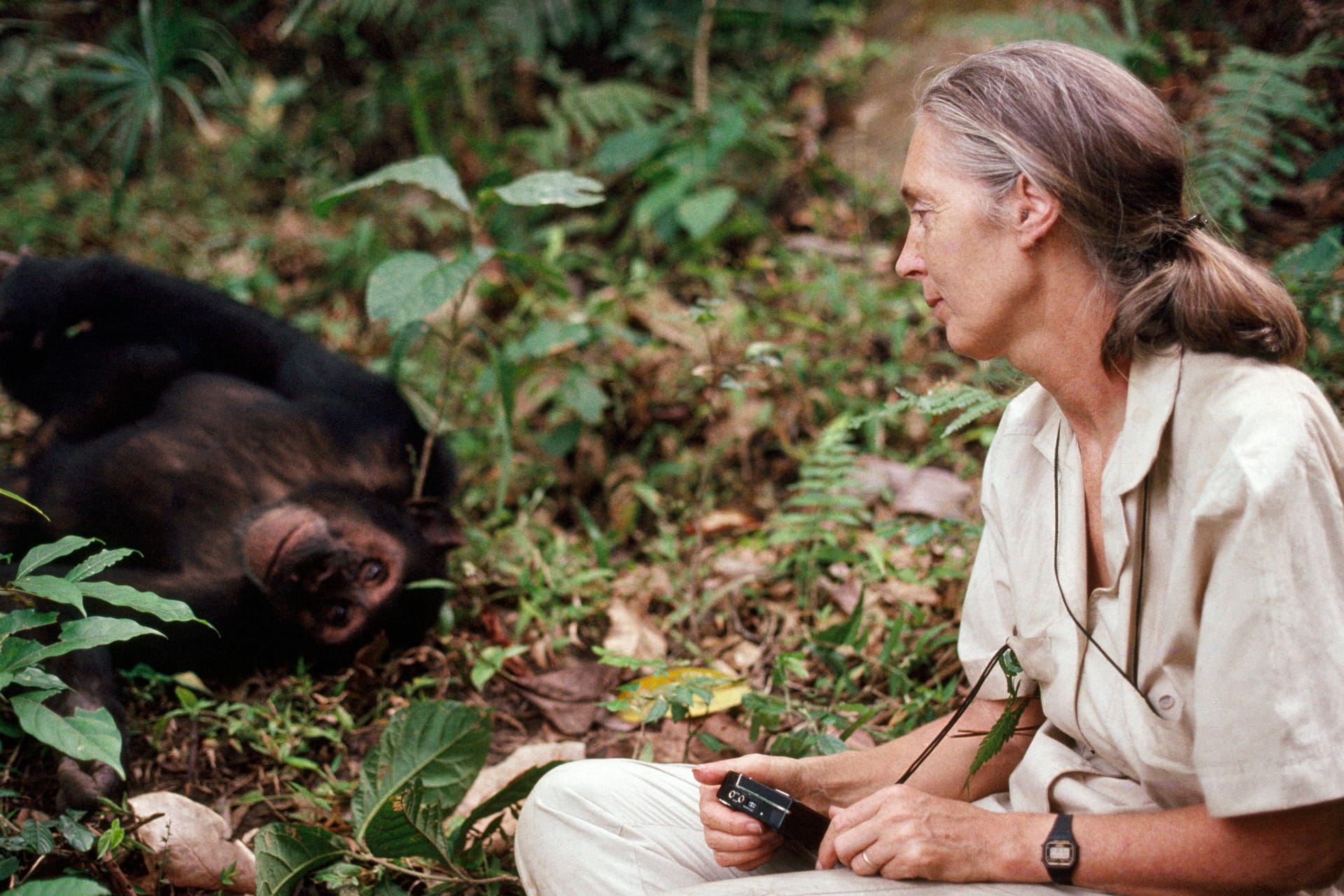 Jane Goodall (Archivbild): Die Forscherin mit einem Affen.