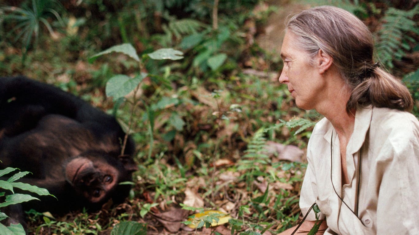 Jane Goodall (Archivbild): Die Forscherin mit einem Affen.