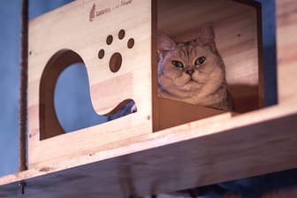 Eine Katze in einem Katzencafé (Symbolbild): Zum Schutz der Tiere führt ein Hamburger Lokal eine Altersbeschränkung ein.
