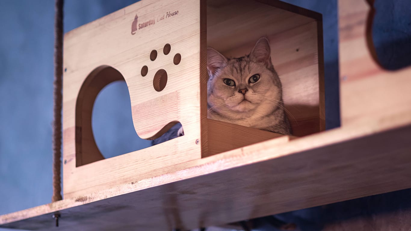 Eine Katze in einem Katzencafé (Symbolbild): Zum Schutz der Tiere führt ein Hamburger Lokal eine Altersbeschränkung ein.