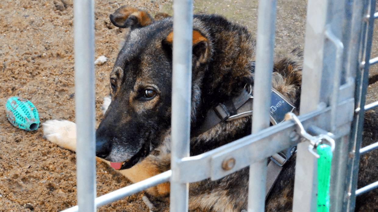 Yoschi: Der Deutsche Schäferhund sucht ein Zuhause.