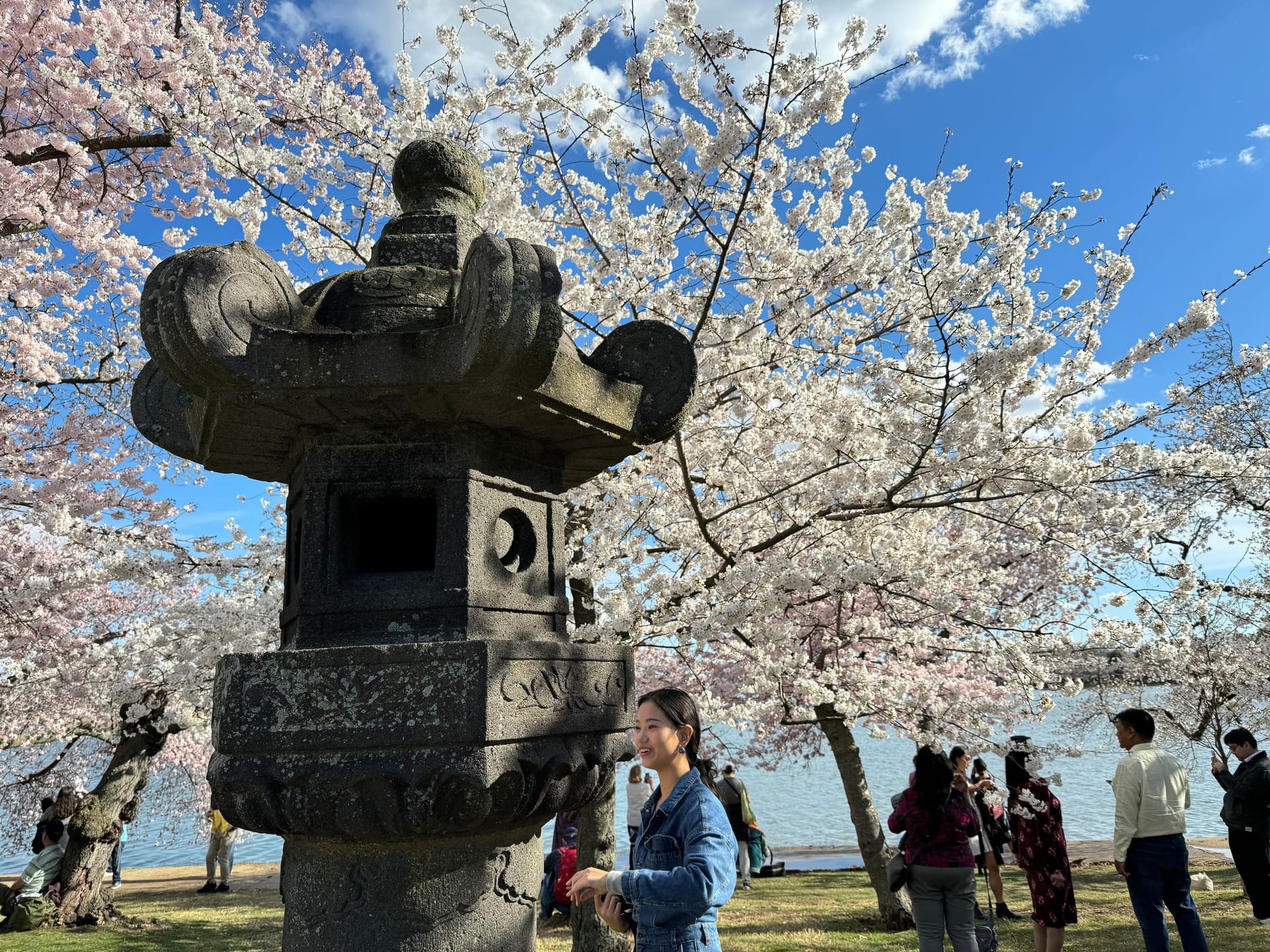 Blütezeit: Mehr als 9.000 Kirschblütenbäume säumen die US-Hauptstadt.