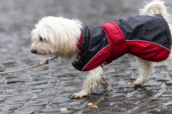 Hund mit Regenjacke (Archivbild): Die Hansestädter müssen sich wieder auf niedrigere Temperaturen einstellen.
