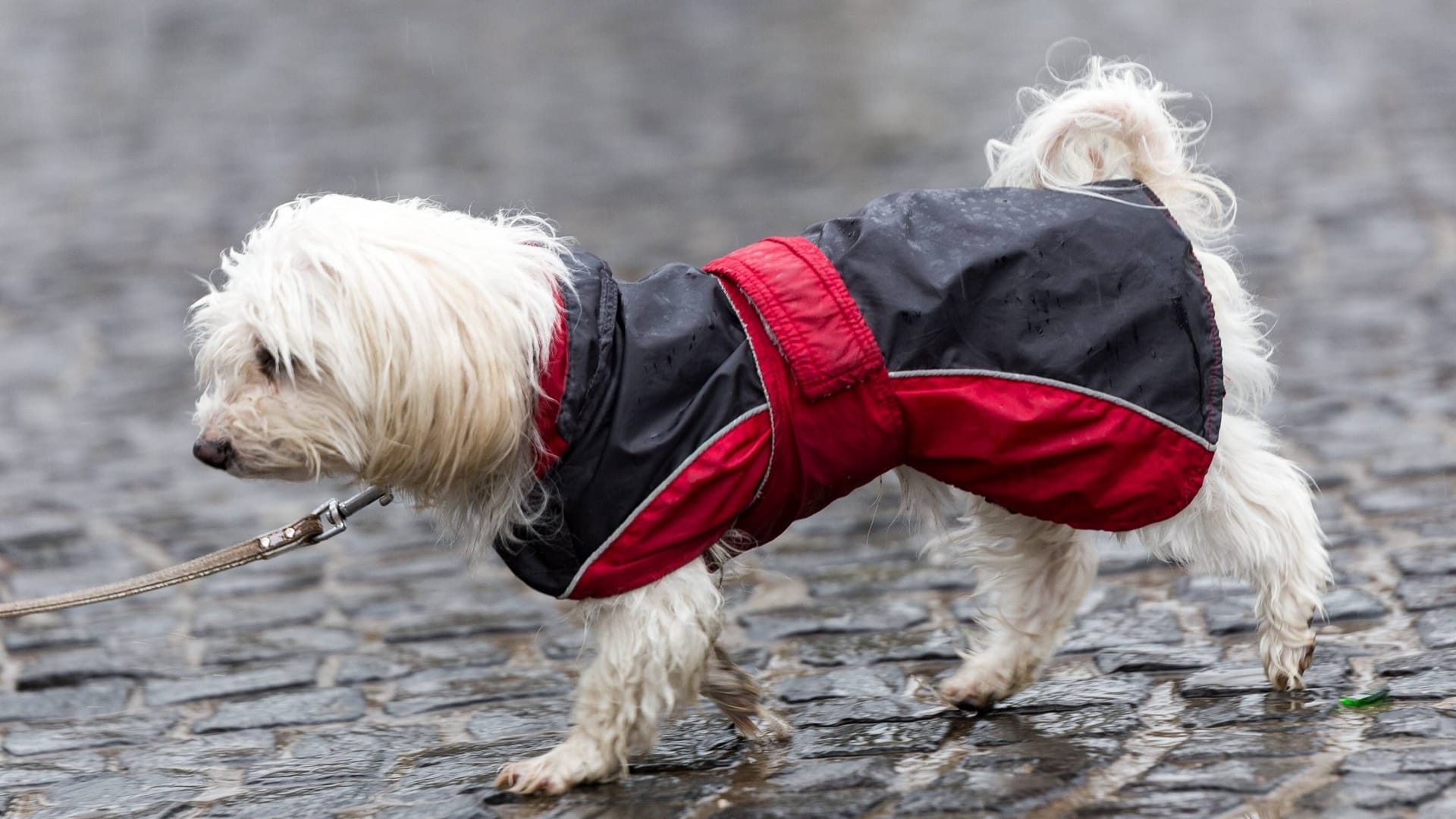 Hund mit Regenjacke (Archivbild): Die Hansestädter müssen sich wieder auf niedrigere Temperaturen einstellen.