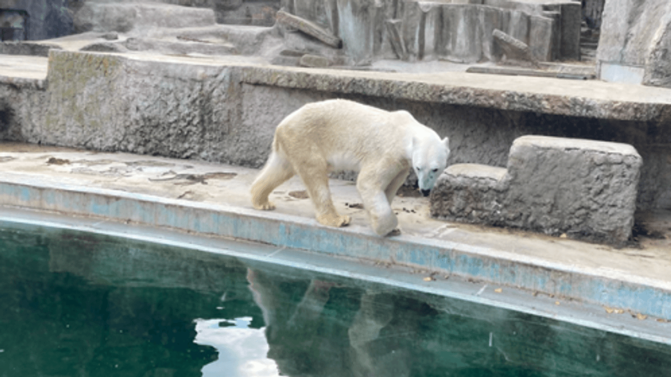 Eisbär Fiete im Budapester Zoo im Mai 2023: Das Tier wirkte laut der Tierschutzorganisation "abgemagert" und zeigte "ein stark stereotypes Verhalten" – auch Lloyd kam dort hin.