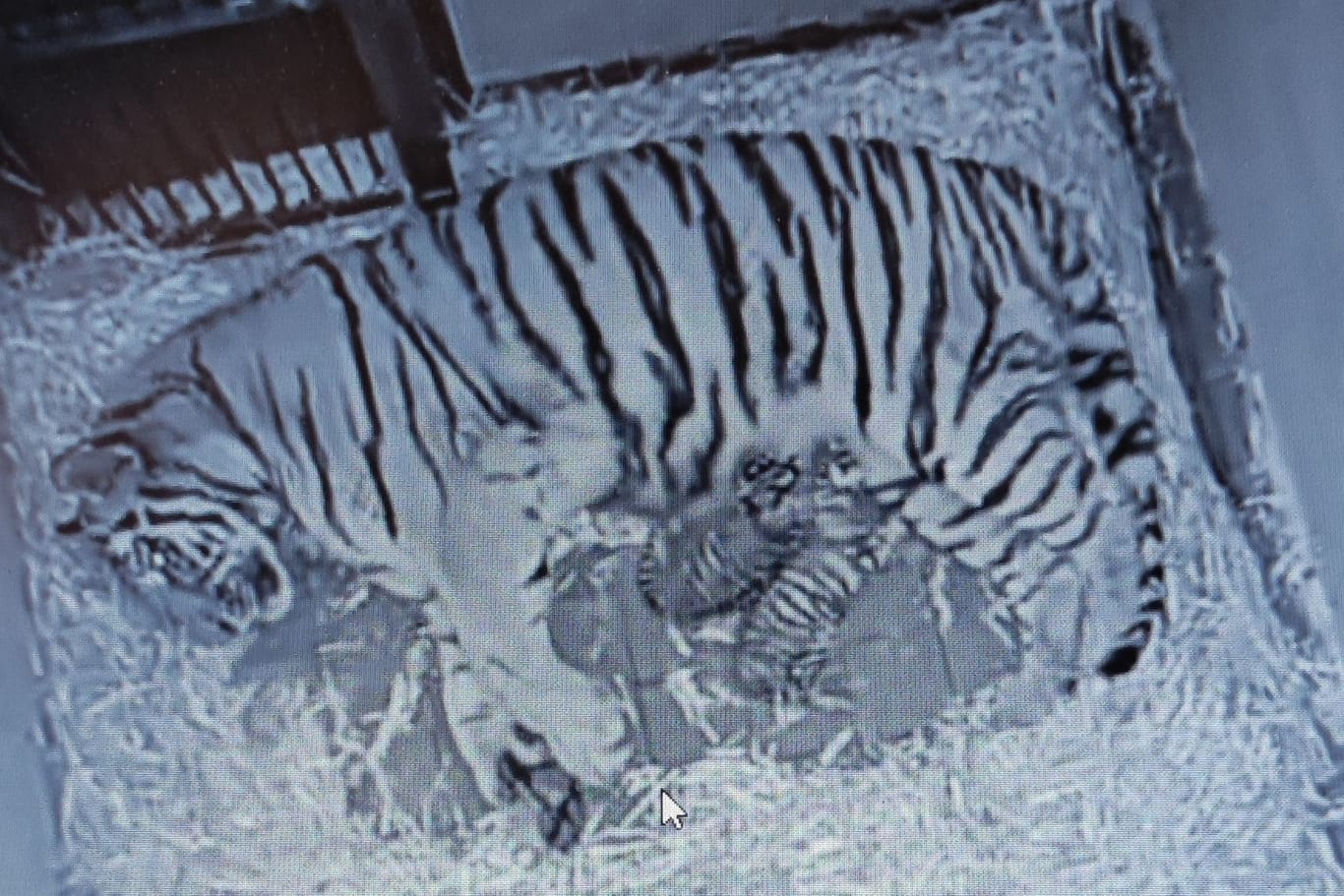 Tiger-Mutter "Katinka" mit ihren beiden Jungtieren: das Geschlecht der beiden frischgeborenen Tiger steht noch nicht fest.