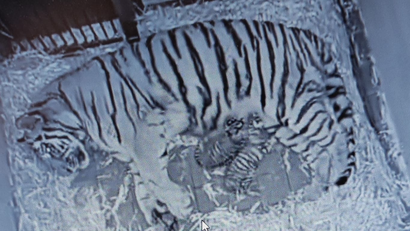 Tiger-Mutter "Katinka" mit ihren beiden Jungtieren: das Geschlecht der beiden frischgeborenen Tiger steht noch nicht fest.