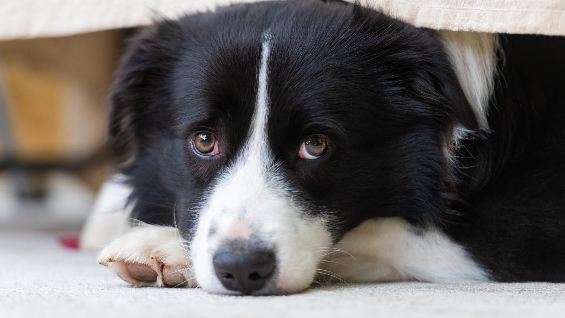 Ein Border Collie (Symbolbild): Mit Hilfe von Social Media hat die Berliner Polizei versucht, den Besitzer eines entlaufenen Hundes ausfindig zu machen.