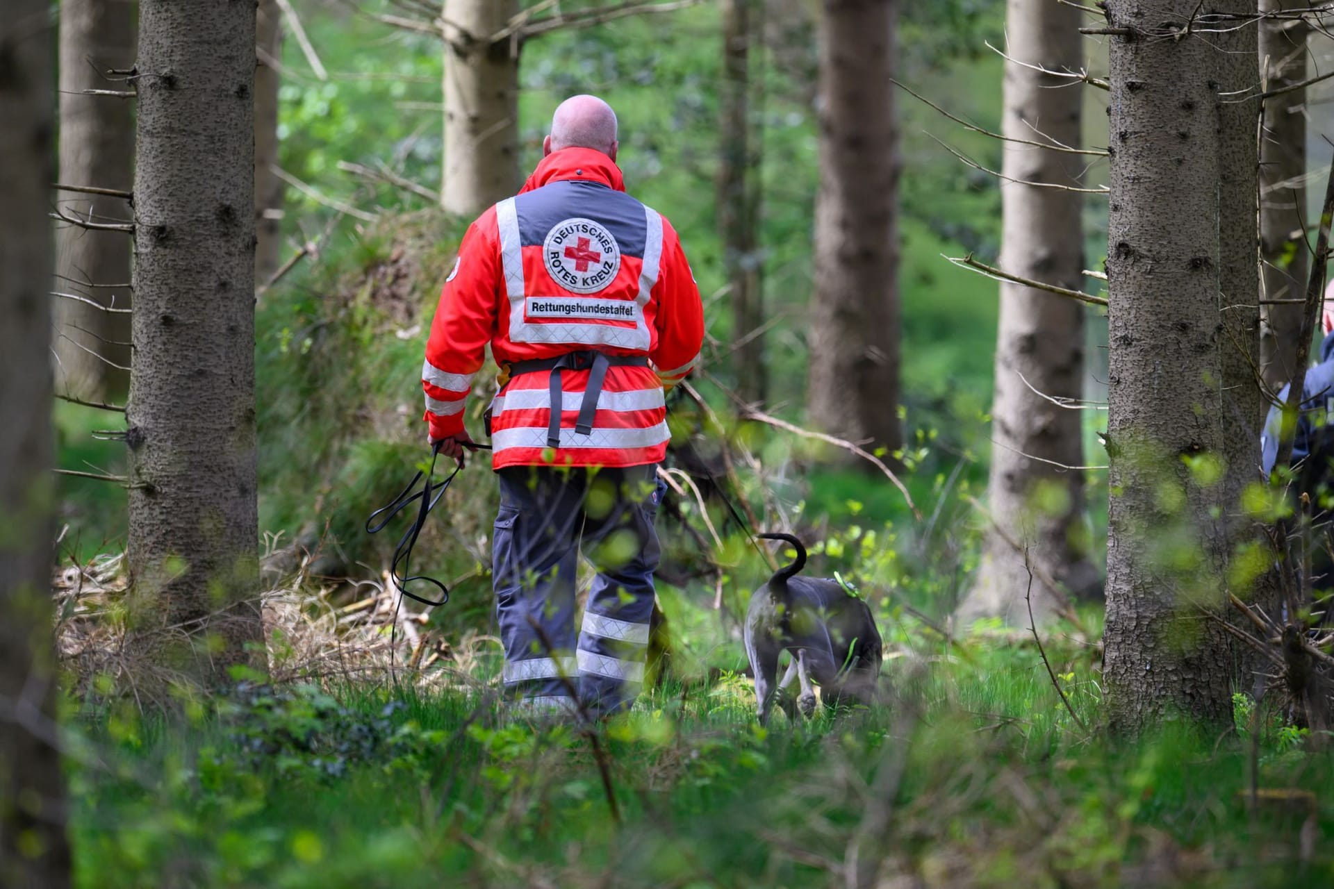 Einsatz mit Suchhund in einem Waldstück bei Behrste: Im Laufe des Donnerstags sollen Soldaten der Bundeswehr die Maßnahmen unterstützen.