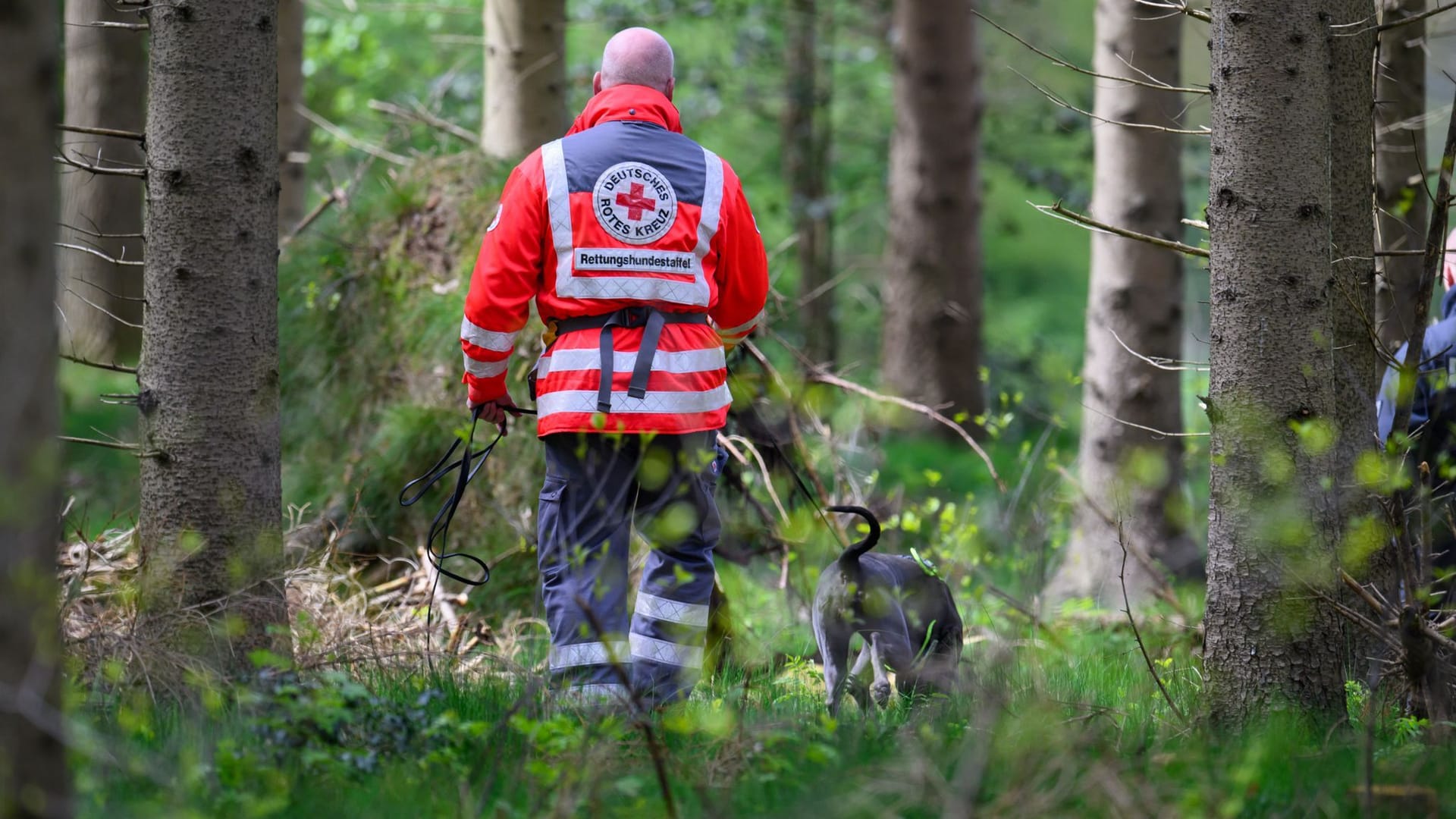 Einsatz mit Suchhund in einem Waldstück bei Behrste: Im Laufe des Donnerstags sollen Soldaten der Bundeswehr die Maßnahmen unterstützen. Einsatz mit Suchhund in einem Waldstück bei Behrste: Im Laufe des Donnerstags sollen Soldaten der Bundeswehr die Maßnahmen unterstützen.