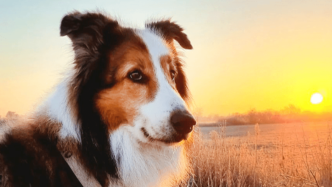 Hund Arno in einem Foto des Tierheims: Viele Besucher kannten ihn.