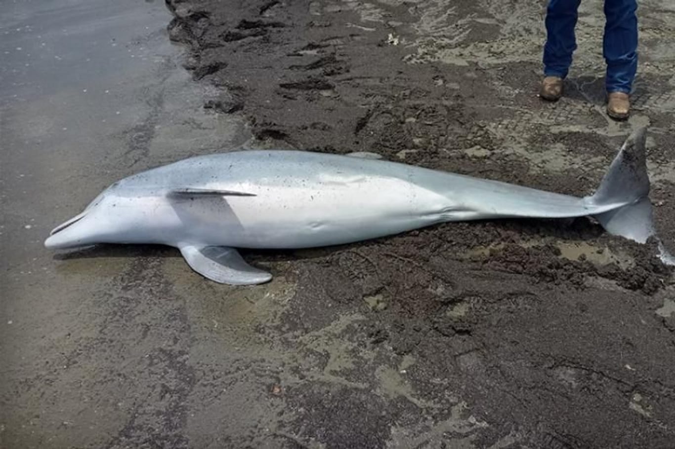 Der getötete Delfin: 20.000 Dollar für Hinweise auf den Täter wurden ausgesetzt.