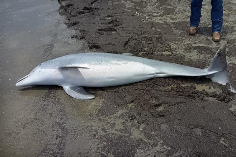 Der getötete Delfin: 20.000 Dollar für Hinweise auf den Täter wurden ausgesetzt.