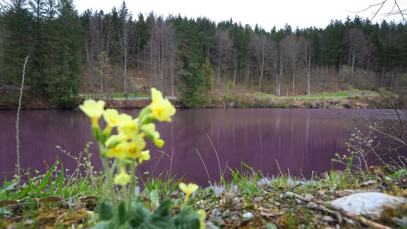 Weiher im Allgäu