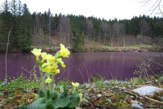 Weiher im Allgäu