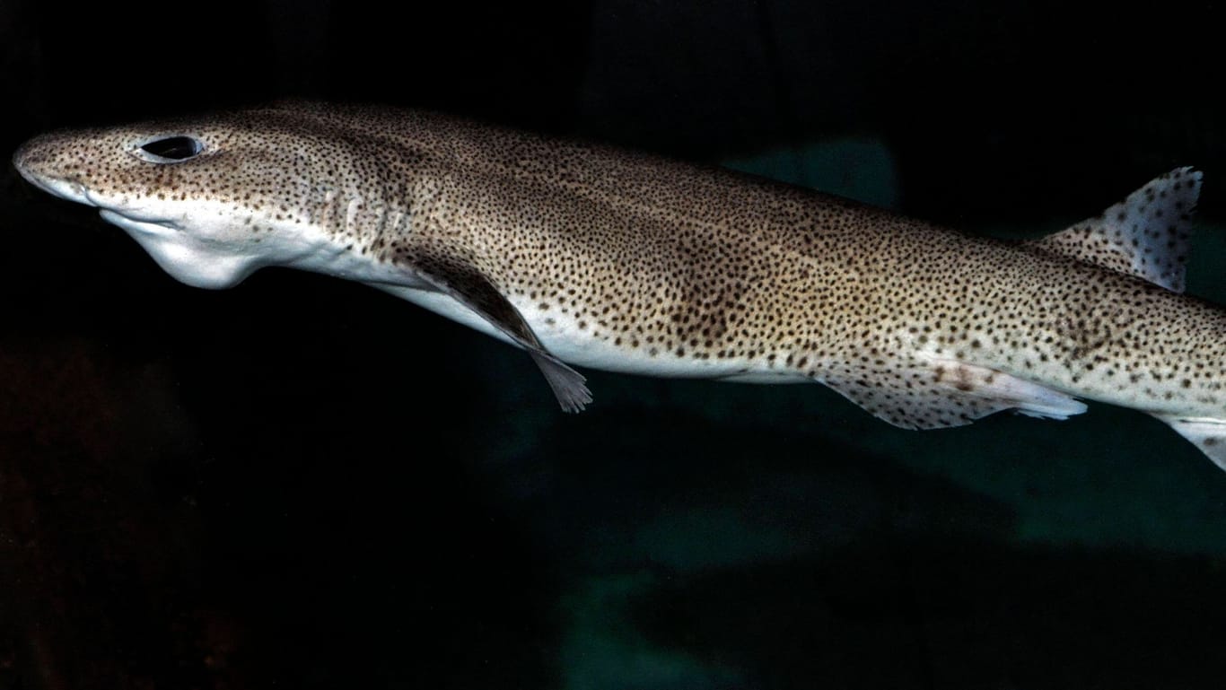 Kleingefleckter Katzenhai (Symbolbild): Er ist einer der wenigen Hai in der Nordsee, die nicht vom Aussterben bedroht sind.