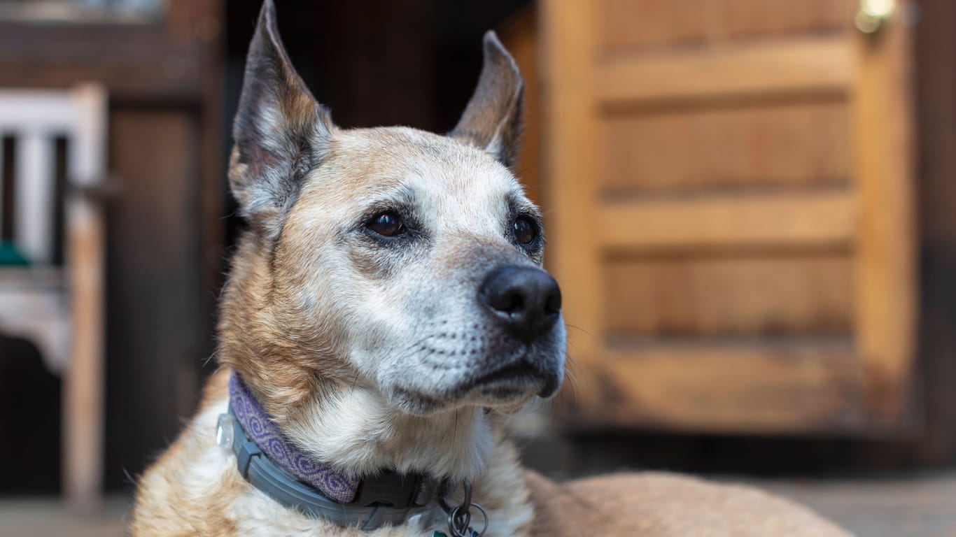 Ein Mischlingshund (Symbolfoto): Mimie ist bereits zwölf Jahre alt, doch das merke man ihr nicht an, schreibt das Tierheim Bremen.