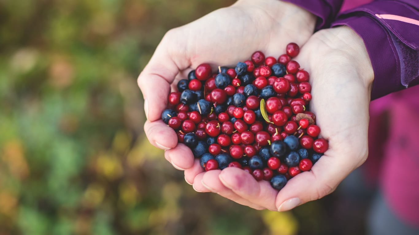 Blaubeeren und Cranberries: Die Beeren haben einen hohen Gehalt an Anthocyanen.