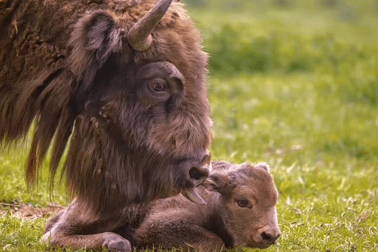 Nachwuchs in der Alten Fasanerie: Die Wisente haben ein Baby bekommen!