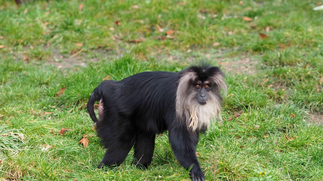 Bartaffenweibchen aus dem Zoo Leipzig gestohlen