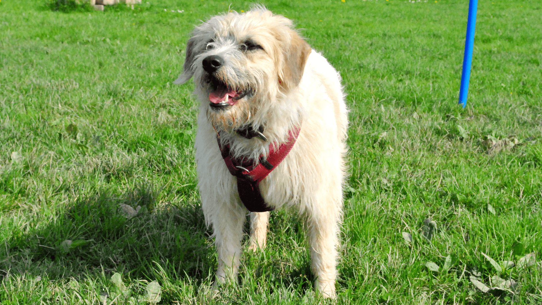 Freundliches Gesicht und zotteliges Fell: Mischling Tommy sucht ein neues Zuhause.