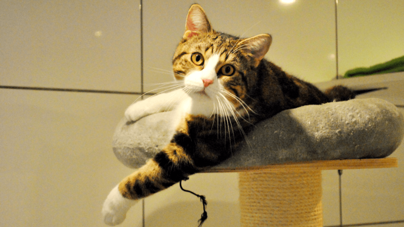 Kater Oreo entspannt im Katzenhaus: Im Tierheim leben jedoch mehr Hunde.