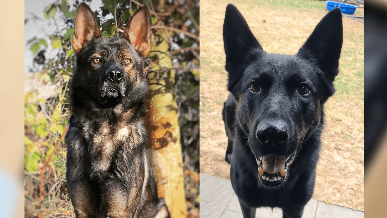 Finch und Scully: Auch sie haben als Drogenspürhunde viel Erfahrung.